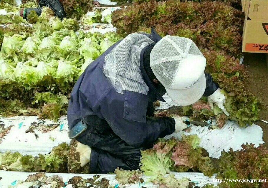 想买房想买车,出国顺尚最放心 想买房想买车,出国顺尚最放心