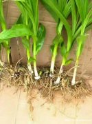 白芨种植技术ffs