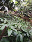 重楼种植技术mnv