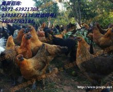 昆明势翔家禽养殖有限公司育种孵化优质云南纯种无量山毛脚土鸡苗