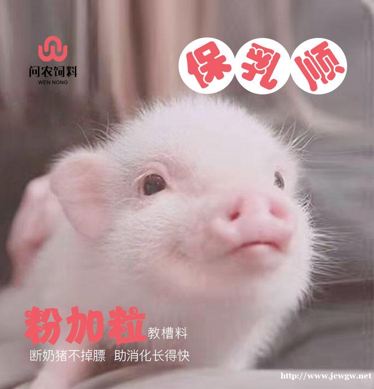 问农粉加粒教槽料 小猪饲料 营养全面抗拉稀吸收好断奶不掉膘 问农粉加粒教槽料 小猪饲料 营养全面抗拉稀吸收好断奶不掉膘