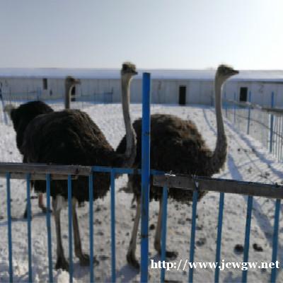 鸵鸟油的功效有哪些_鸵鸟油可以祛除妊娠纹吗,鸵鸟油一瓶多少钱 鸵鸟油的功效有哪些_鸵鸟油可以祛除妊娠纹吗,鸵鸟油一瓶多少钱