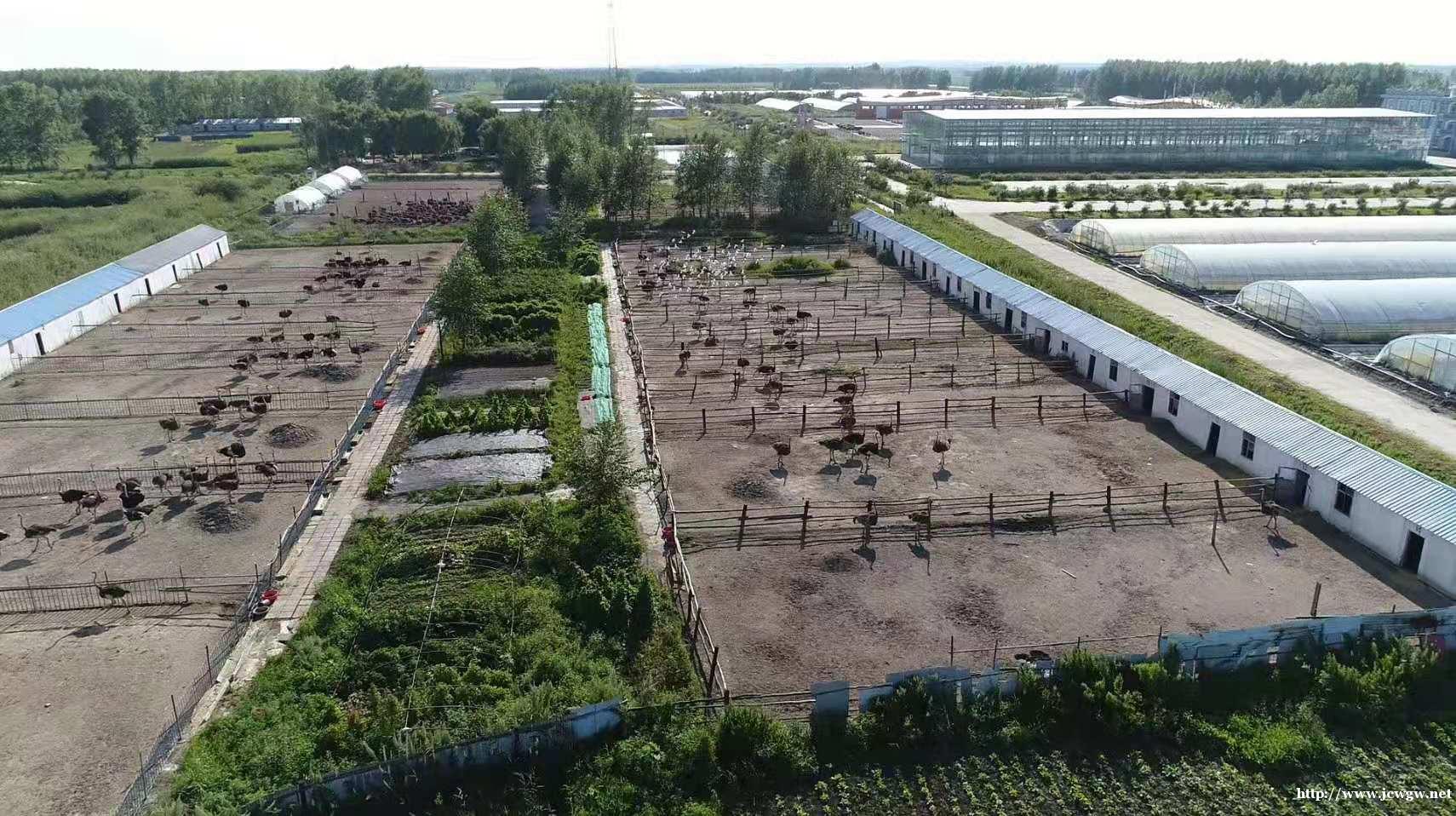 抹了鸵鸟油是什么感觉? 抹了鸵鸟油是什么感觉?