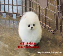 出售赛级博美 博美什么价位 博美掉毛吗