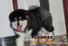 巨型阿拉斯加 赛级阿拉斯加幼犬 亿丰犬舍直销