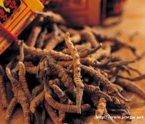 保定礼品回收为您分享虫草回收的注意哪些问题