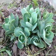 优质八宝景天种植基地 盆栽多芽三七景天一手供应产地货源