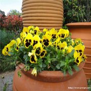 最新三色堇价格图片 哪里有三色堇 红黄紫蝴蝶梅 耐寒抗冻猫脸