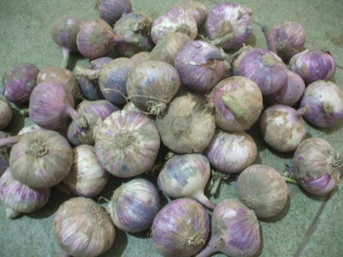 紫皮大蒜衰退缘故及预防对策 紫皮大蒜衰退缘故及预防对策