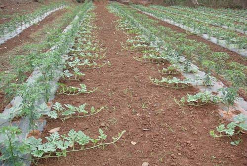 讲下种植西瓜要留意什么事宜 讲下种植西瓜要留意什么事宜