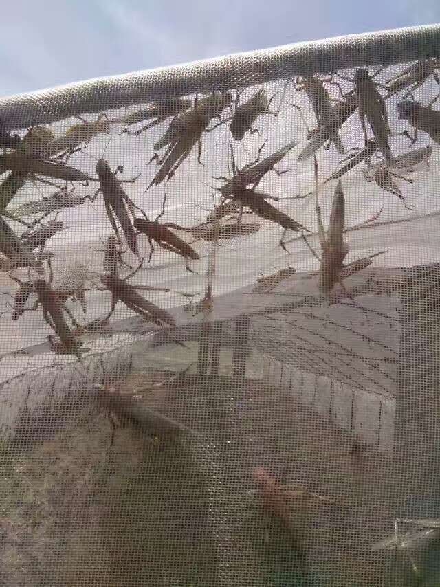 蚂蚱养殖拱形棚纱网25目宽幅大厂家厂批直供 蚂蚱养殖拱形棚纱网25目宽幅大厂家厂批直供