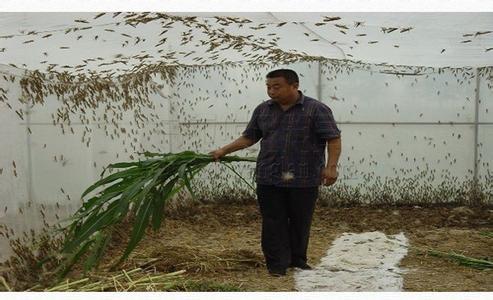 蚂蚱养殖拱形棚纱网25目宽幅大厂家厂批直供 蚂蚱养殖拱形棚纱网25目宽幅大厂家厂批直供