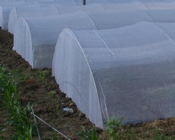 蚂蚱养殖拱形棚纱网25目宽幅大厂家厂批直供 蚂蚱养殖拱形棚纱网25目宽幅大厂家厂批直供