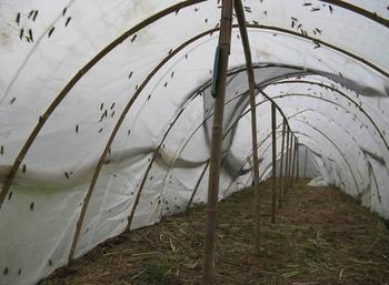 蚂蚱养殖拱形棚纱网25目宽幅大厂家厂批直供 蚂蚱养殖拱形棚纱网25目宽幅大厂家厂批直供