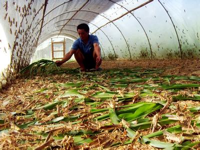 蚂蚱养殖拱形棚纱网25目宽幅大厂家厂批直供 蚂蚱养殖拱形棚纱网25目宽幅大厂家厂批直供