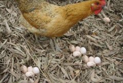 宣城土鸡蛋有营养棕鸡蛋品质佳！宣州土鸡蛋直销