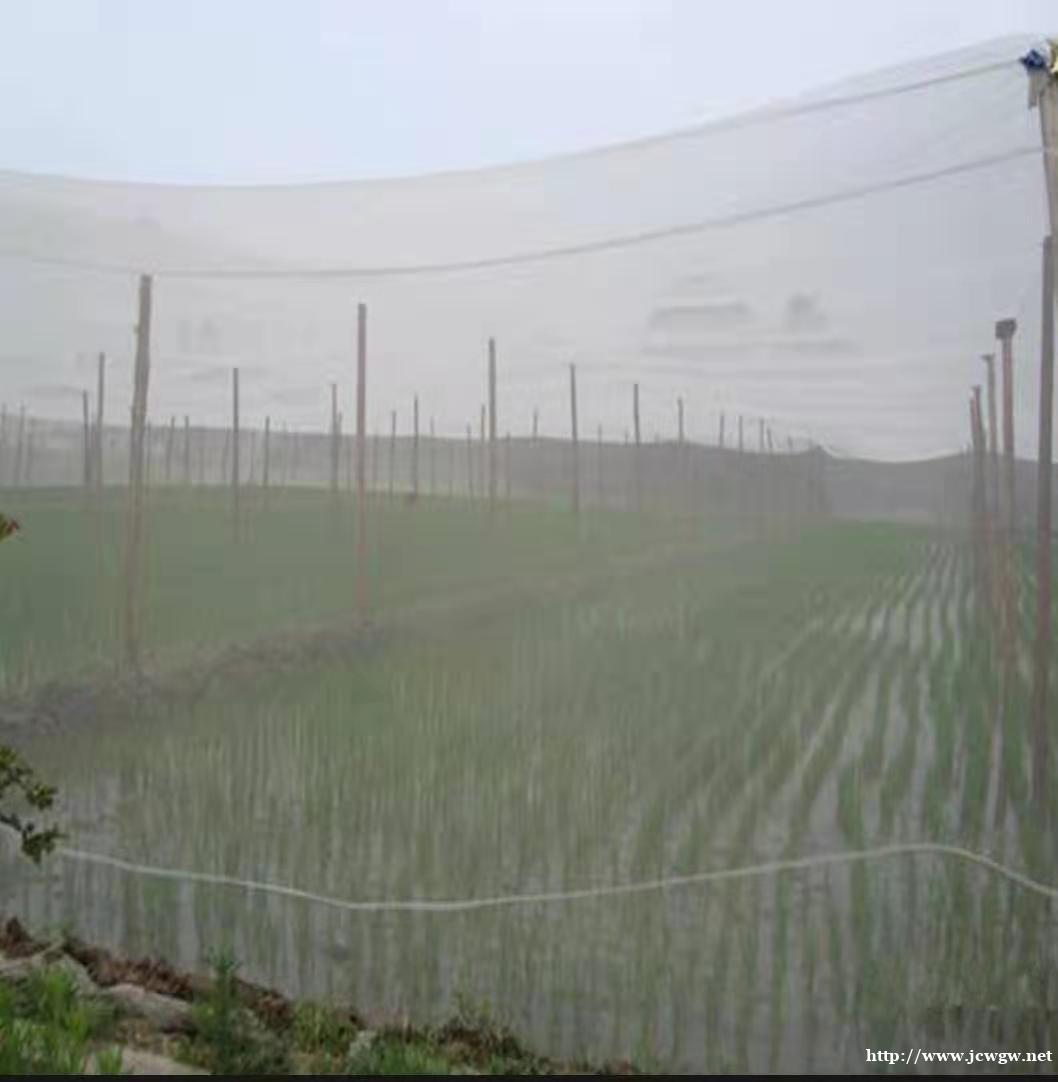 稻田水稻防虫网秧田防虫网规格齐全替代无纺布 稻田水稻防虫网秧田防虫网规格齐全替代无纺布