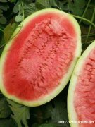 2020年五月份上市的新疆西瓜代办代收有哪些品种