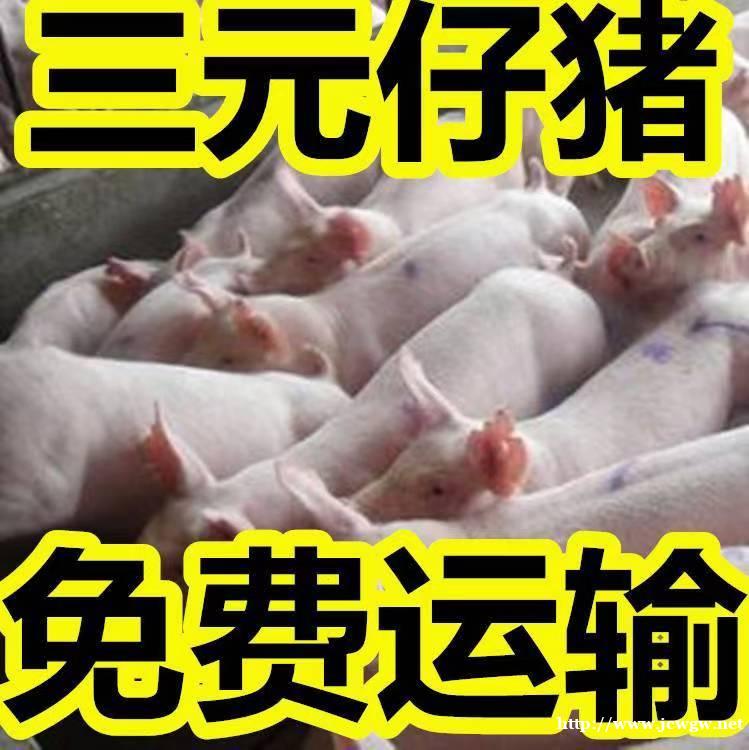 山东仔猪山东仔猪价格山东三元仔猪价格15863876687 山东仔猪山东仔猪价格山东三元仔猪价格15863876687
