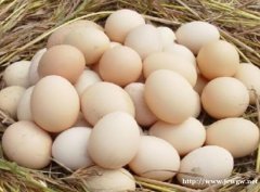 福州哪里有卖土鸡蛋的？