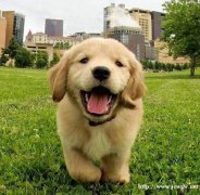 凯博国际开会员