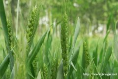 小麦田除草剂什么时候打最好,除草剂的应用