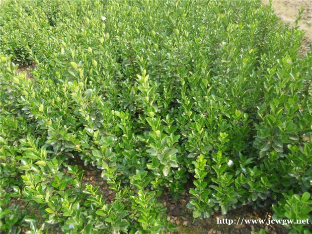 石家庄苗圃直销冬青,苗圃直销大叶黄杨 石家庄苗圃直销冬青,苗圃直销大叶黄杨