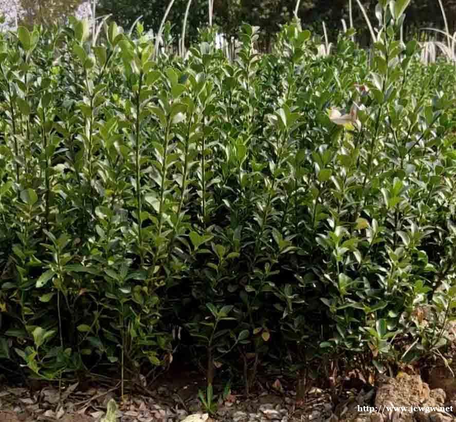 石家庄苗圃直销冬青,苗圃直销大叶黄杨 石家庄苗圃直销冬青,苗圃直销大叶黄杨