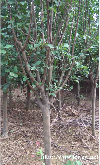 石家庄苗圃直销西府海棠,苗圃直销北美海棠 石家庄苗圃直销西府海棠,苗圃直销北美海棠