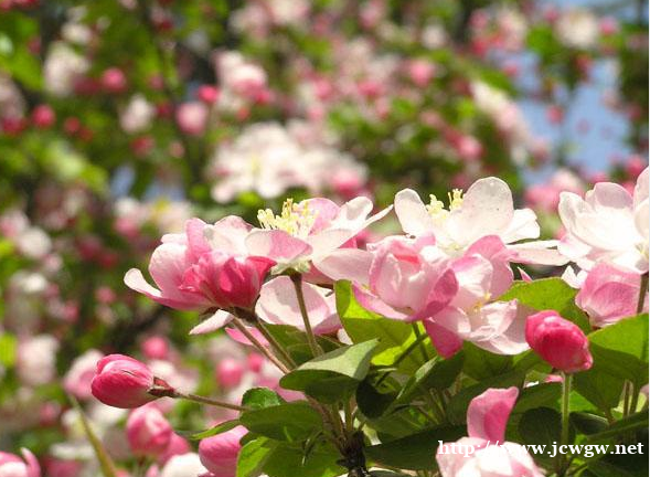 石家庄苗圃直销西府海棠,苗圃直销北美海棠 石家庄苗圃直销西府海棠,苗圃直销北美海棠