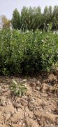 石家庄双诚苗圃场出售大量冬青，大叶黄杨，金叶女贞，卫矛，月季