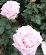 出售大量石家庄月季，石家庄品种月季，石家庄大花月季