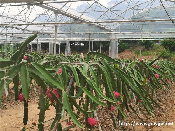 深圳值得一去的农家乐野炊烧烤是周末出游的好地方 深圳值得一去的农家乐野炊烧烤是周末出游的好地方