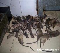 怀化灭老鼠科学防治、讲求方法、措施得当