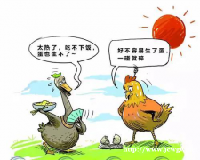 畸形蛋越来越多，养殖户怎么做才能杜绝畸形蛋，保证养殖收益？