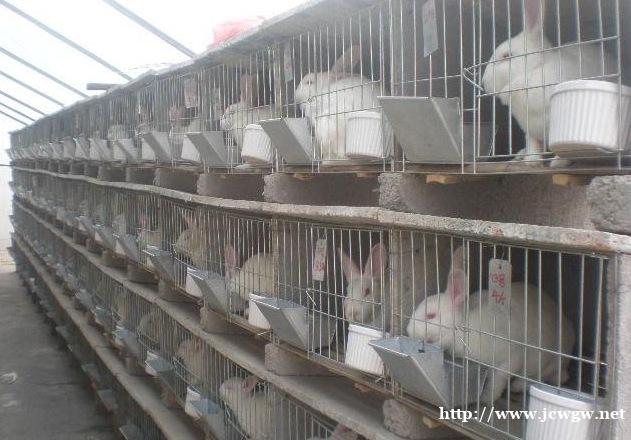 农村致富养殖肉兔种兔利润分析山东肉兔种兔养殖场 农村致富养殖肉兔种兔利润分析山东肉兔种兔养殖场