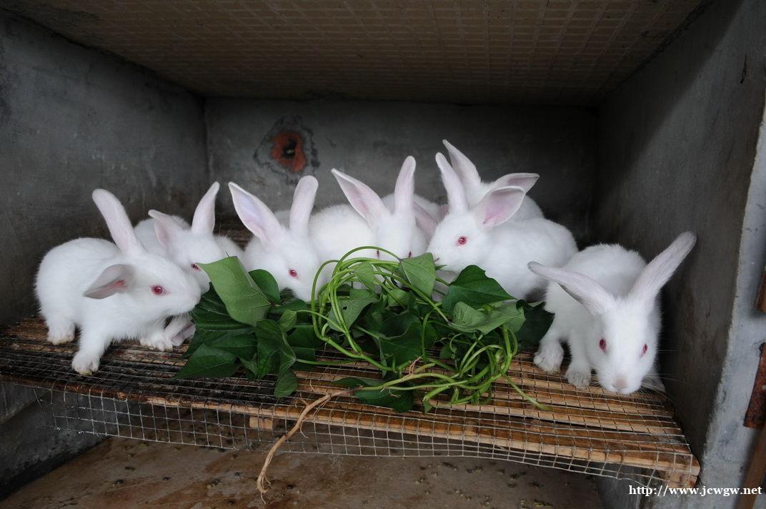 农村致富养殖肉兔种兔利润分析山东肉兔种兔养殖场 农村致富养殖肉兔种兔利润分析山东肉兔种兔养殖场