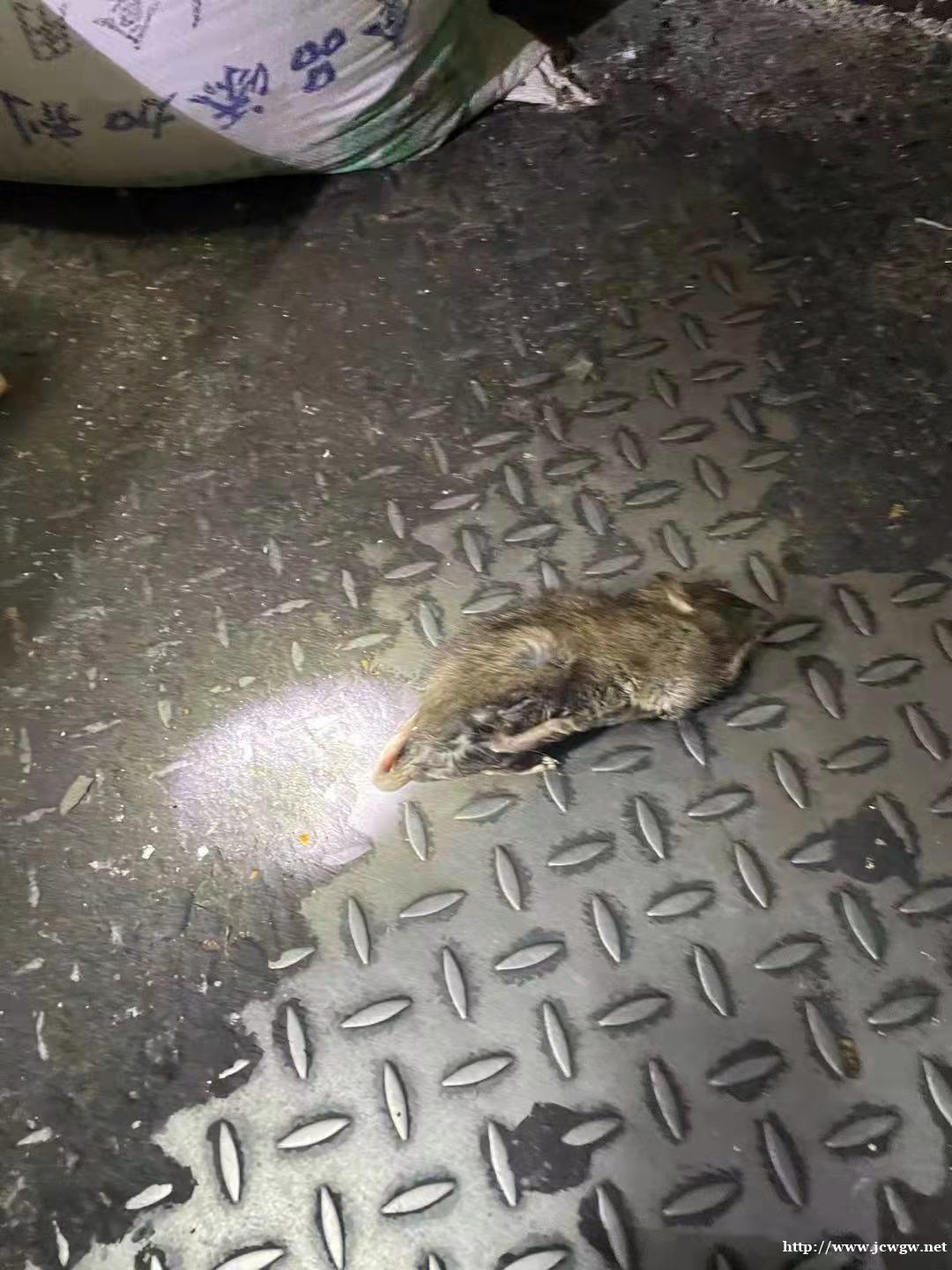 杀蟑螂公司分析蟑螂有多强壮 杀蟑螂公司分析蟑螂有多强壮