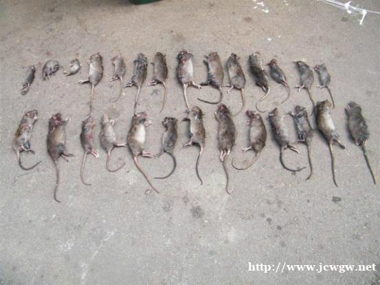 使用杀虫剂和灭鼠剂时应注意以下几点 使用杀虫剂和灭鼠剂时应注意以下几点