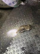 杀蟑螂公司分析蟑螂有多强壮