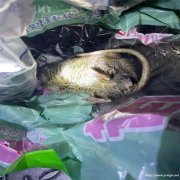 西昌灭蟑螂公司存在哪些误区