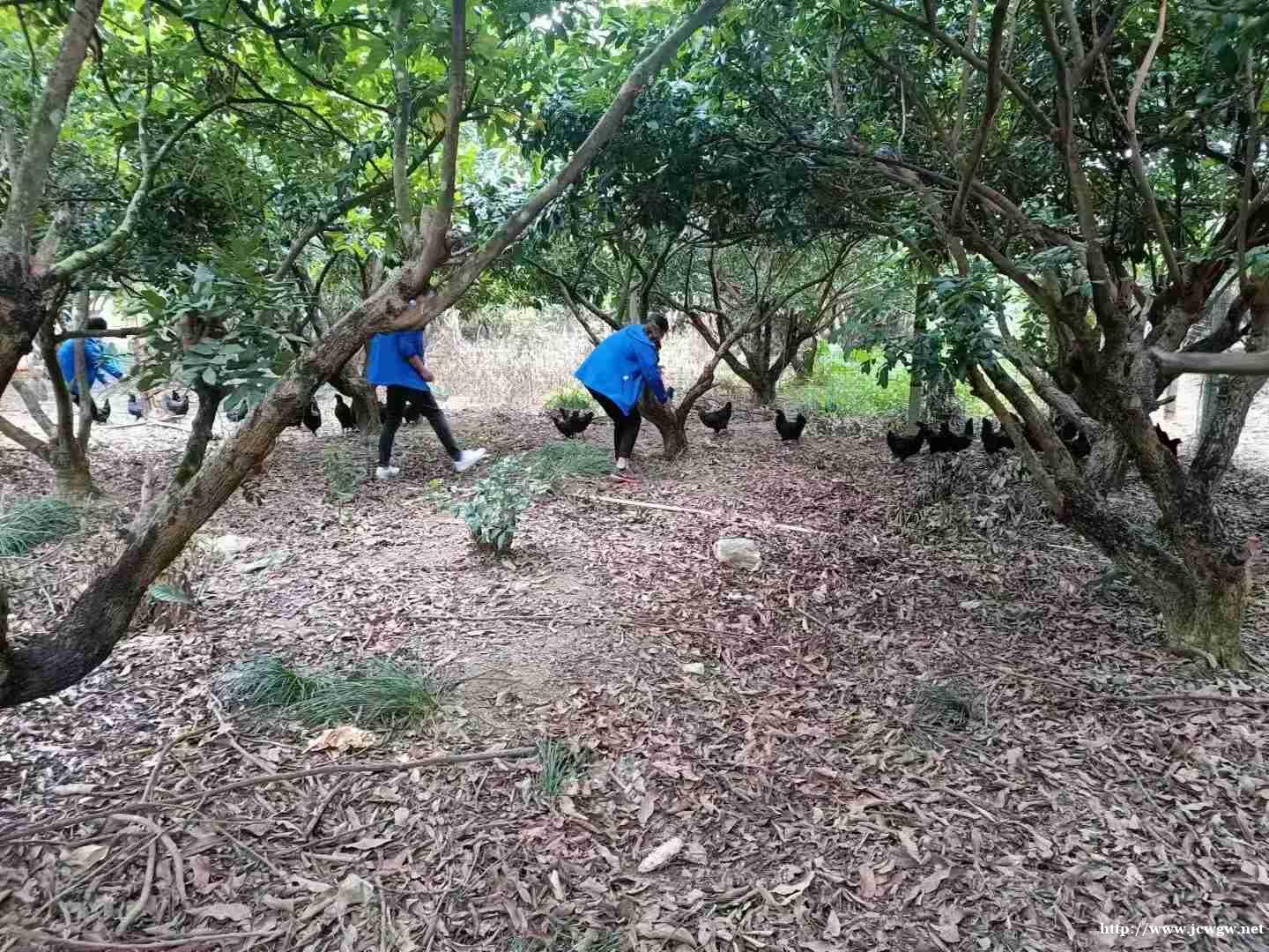 惠州元宵节聚餐首选果盛生态园 惠州元宵节聚餐首选果盛生态园