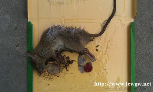 办公室灭鼠的好方法是什么?上饶灭鼠公司会给你一些建议。 办公室灭鼠的好方法是什么?上饶灭鼠公司会给你一些建议。