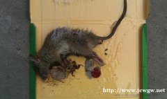 办公室灭鼠的好方法是什么?上饶灭鼠公司会给你一些建议。