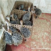 养殖非洲鸵鸟场济宁特种养殖基地孵化出售小鸵鸟、鸵鸟幼苗