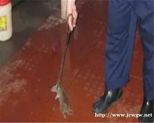 蟑螂喷雾剂是杀死蟑螂的常用方法 蟑螂喷雾剂是杀死蟑螂的常用方法