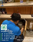 通辽除虫公司带您了解如何消灭跳蚤。