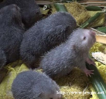 广东竹鼠养殖的重要步骤,入门新手需要好好掌握 广东竹鼠养殖的重要步骤,入门新手需要好好掌握