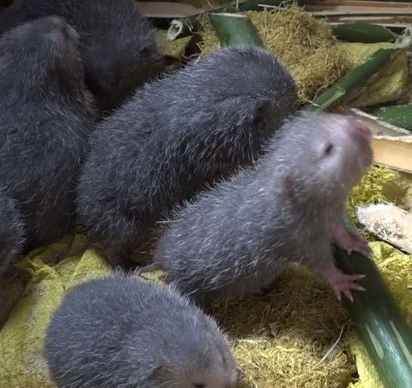 广东竹鼠养殖的重要步骤,入门新手需要好好掌握