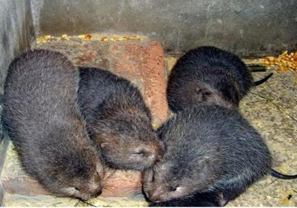 广东竹鼠养殖前景如何？养殖需要注意什么？